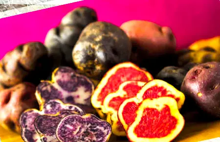 Papas de color